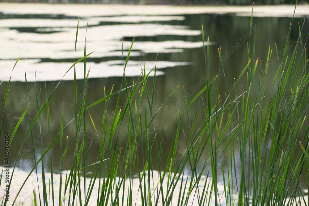 Obraz premium reeds in the water