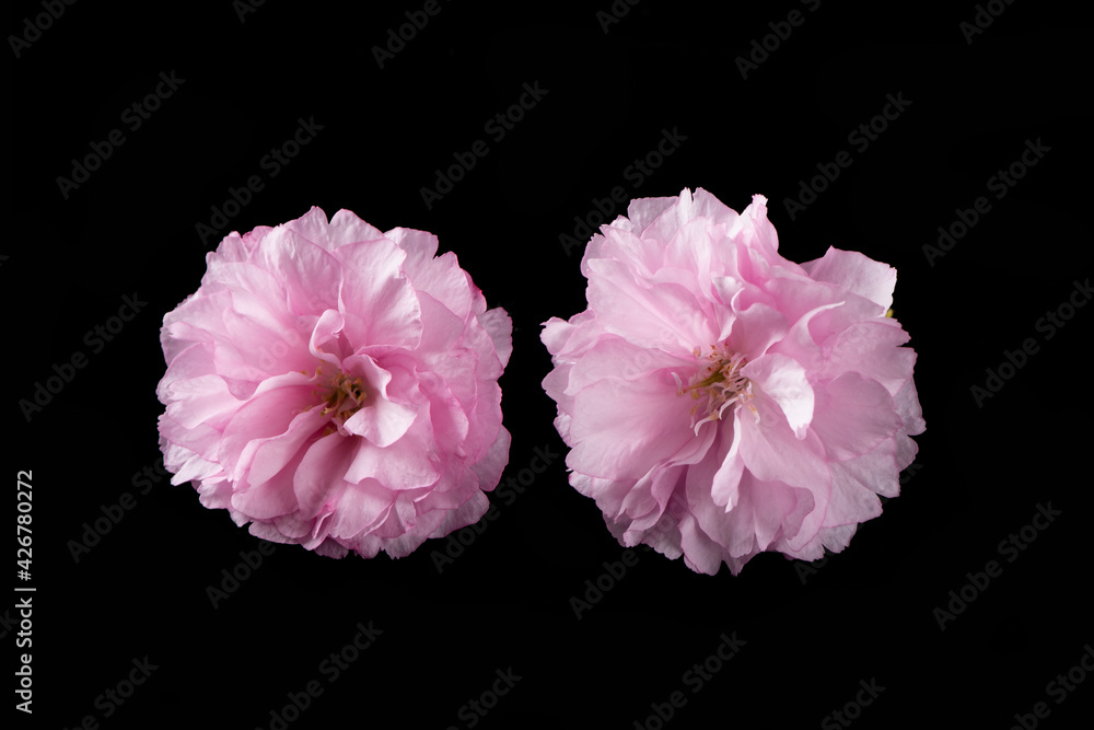 Spring Cherry blossoms, pink flower head isolated on black background Spring Cherry blossoms, pink flower head isolated on black background