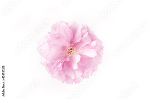 Spring Cherry blossoms, pink flower head isolated on white background