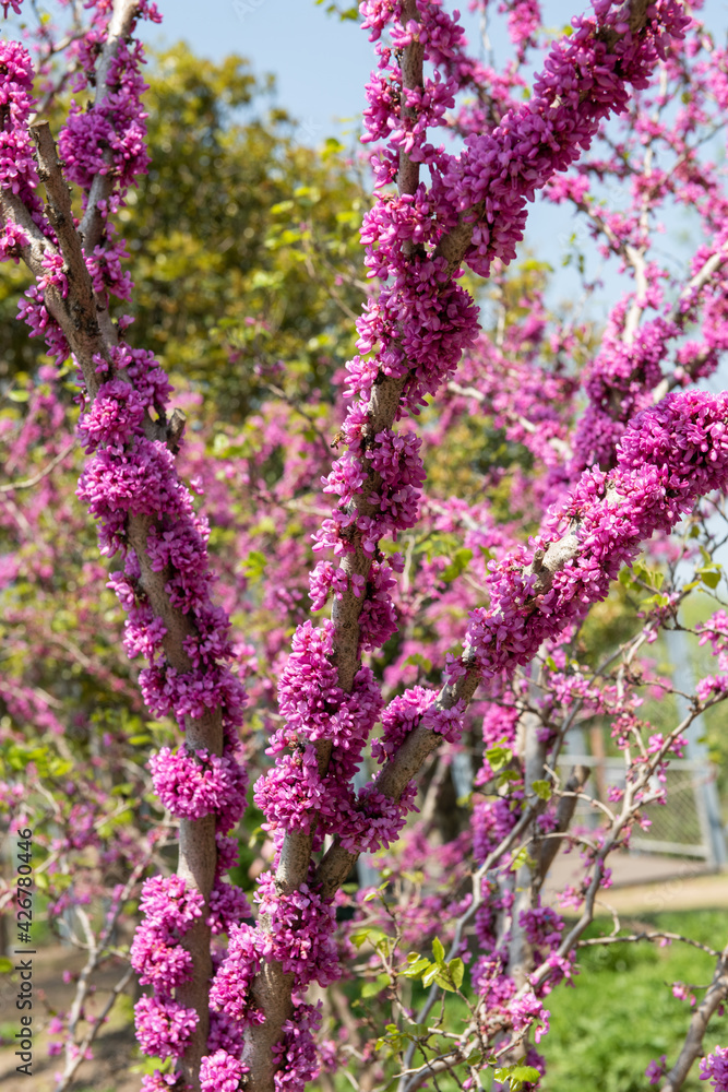 Fototapeta premium chinese redbud blooming flower in spring