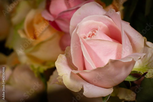 Beautiful pink yellow roses close-up picture