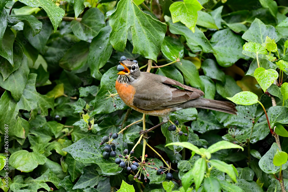 American Robin - Turdus migratorius American Robin - Turdus migratorius