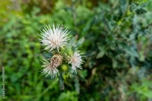 Cirsium cymosum is a North American species of thistle known by the common name peregrine thistle. It is native to the western United States.Cirsium cymosum is a biennial or perennial herb.