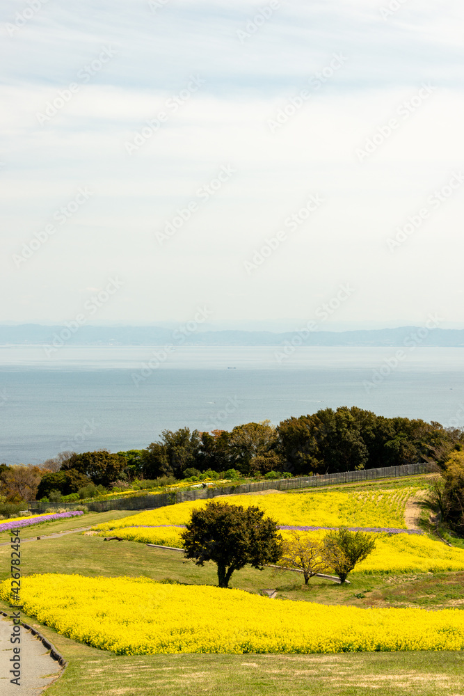 View of rapeseed field in Awaji island in Japan at full blooming timing in spring