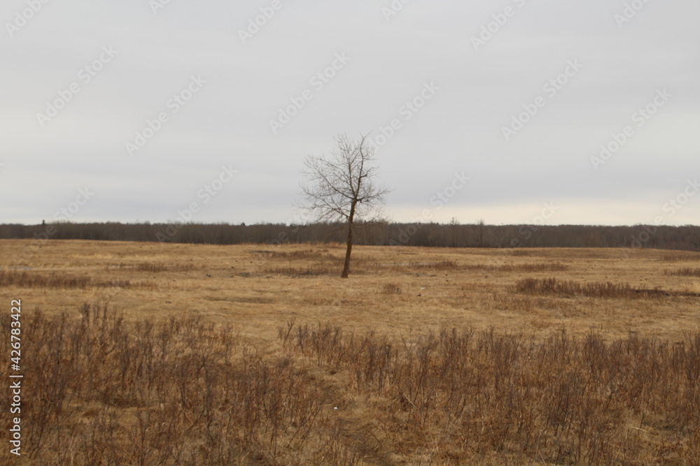 Dry Land, Elk Island National Park, Alberta Dry Land, Elk Island National Park, Alberta