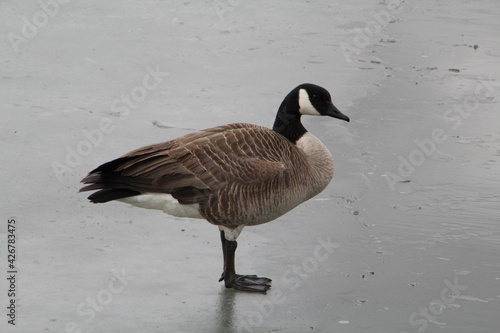 Goose Standing On Ice, Pylypow Wetlands, Edmonton, Alberta