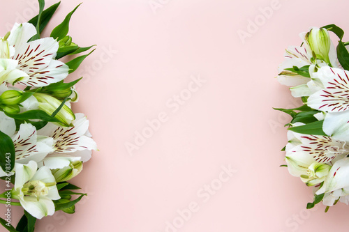 コーラルピンクの無地の背景と白いアルストロメリアの花