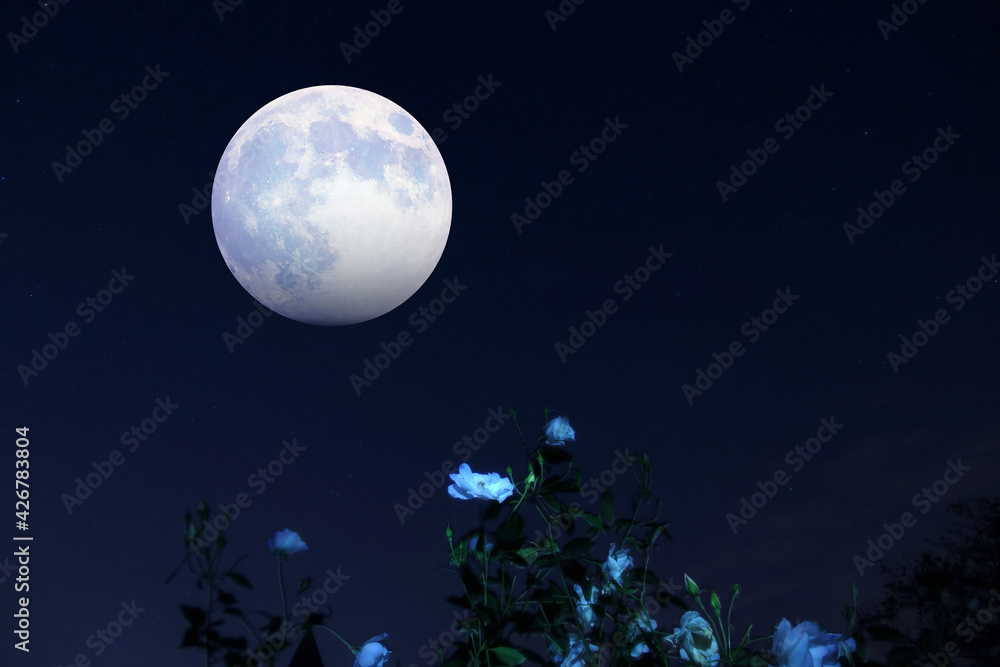 Fototapeta premium 月が青いバラの花を照らす