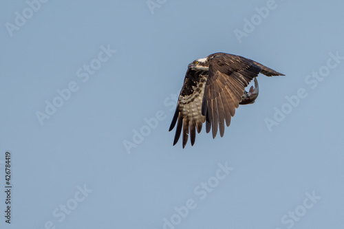 Osprey in Flight with fish in it's talons