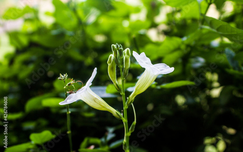 Small and beautiful white flowers © soulith