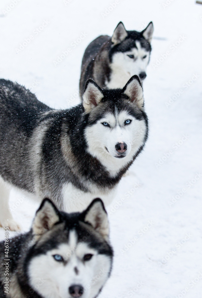 Portrait of a Siberian husky, friendship forever. Pet. Husky Portrait of a Siberian husky, friendship forever. Pet. Husky