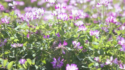 Field of chinese milk vetch.
 photo