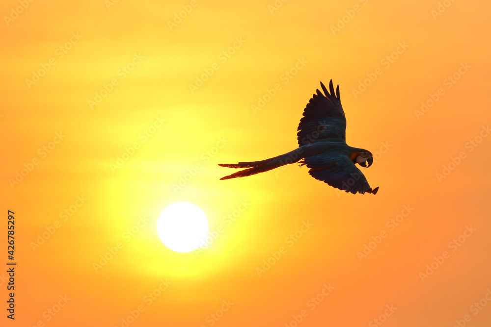 Fototapeta premium Silhouette of macaw parrots flying in the sky.