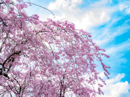 青空と桜