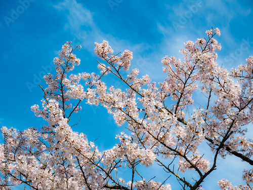 Wallpaper Mural 青空と桜 Torontodigital.ca