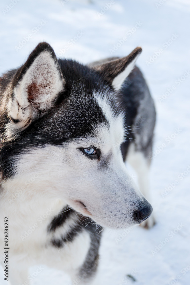 Portrait of a Siberian husky, friendship forever. Pet. Husky