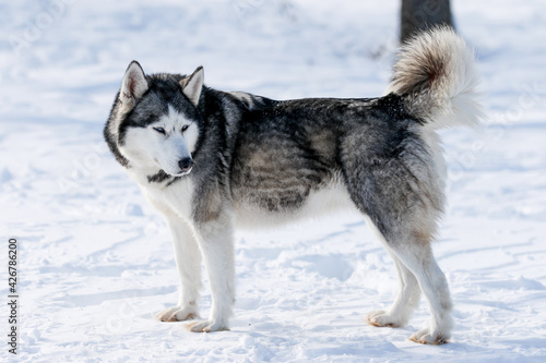 Portrait of a Siberian husky, friendship forever. Pet. Husky © areporter