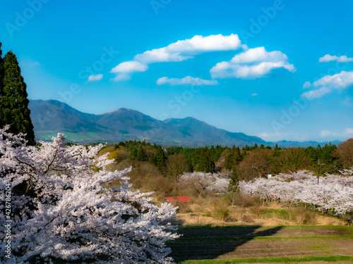 Wallpaper Mural 山の桜 Torontodigital.ca