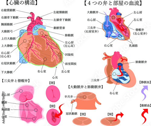 心臓構造イラスト