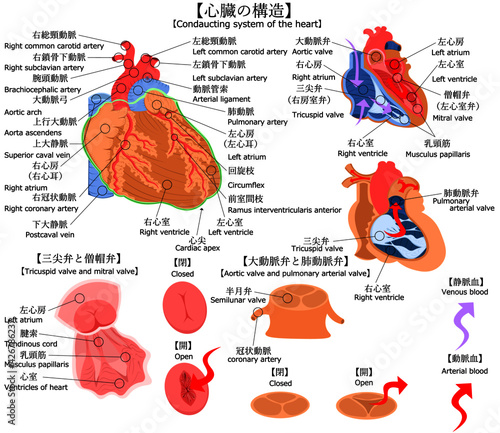 心臓　構造　イラスト