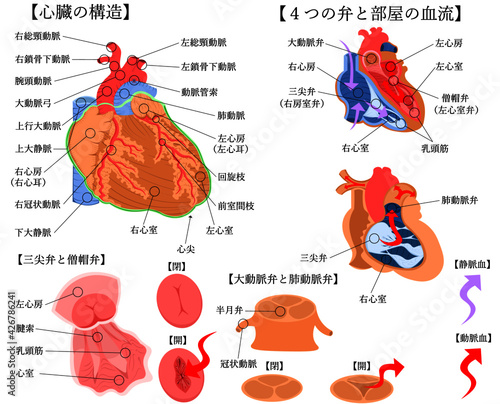 心臓　構造　イラスト