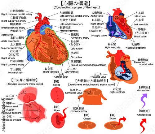 心臓　構造　イラスト