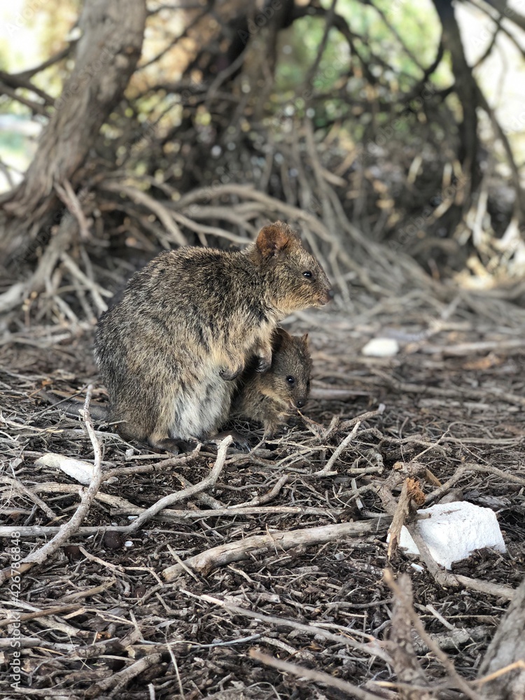 Fototapeta premium 野生のクオッカワラビー パースのロットネストアイランドにて