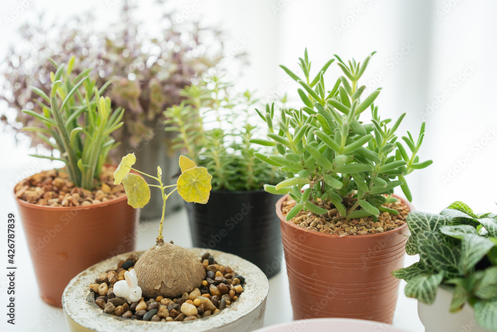 Various of small houseplants in a pot close up, a small houseplants for decoration. Various of small houseplants in a pot close up, a small houseplants for decoration.