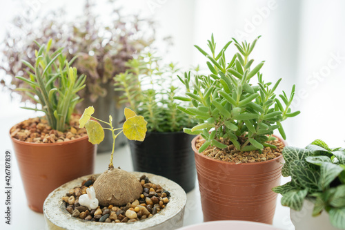 Various of small houseplants in a pot close up, a small houseplants for decoration.