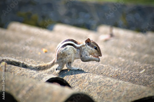 squirrel in the park