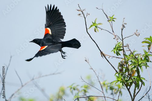 Red Winged Black Bird