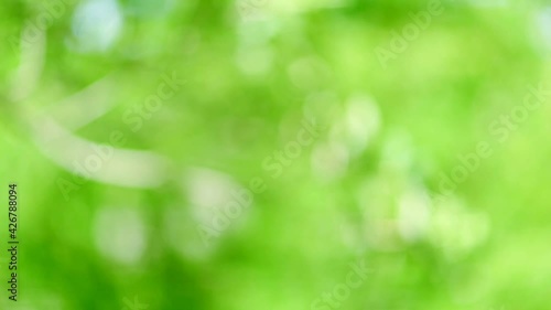 Beautiful blurry green and blue nature background, Sunlight shining through the leaves of trees, Natural blurred background, Abstract nature background, nature green bokeh