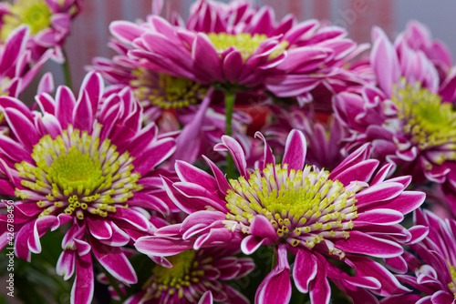 yellow red flowers and green leaves close up