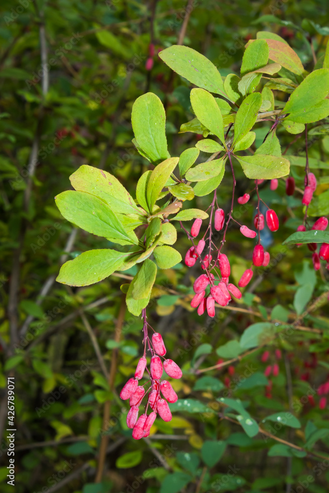 The common barbery (lat. Berberis vulgaris), of the family Berberidaceae. The common barbery (lat. Berberis vulgaris), of the family Berberidaceae.