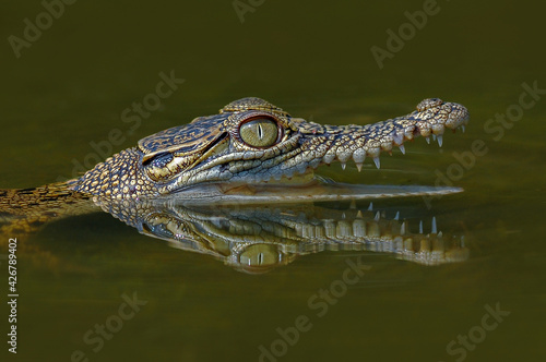 Crocodile on the water