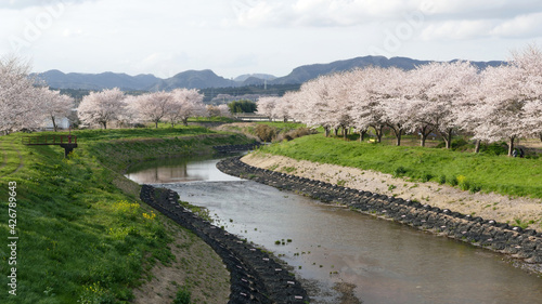 花曇りの桜並木