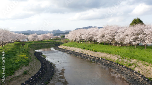 花曇りの桜並木
