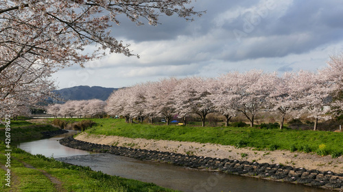 花曇りの桜並木