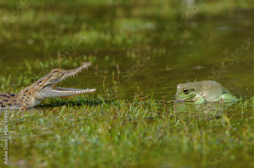 Crocodile and frog on the water