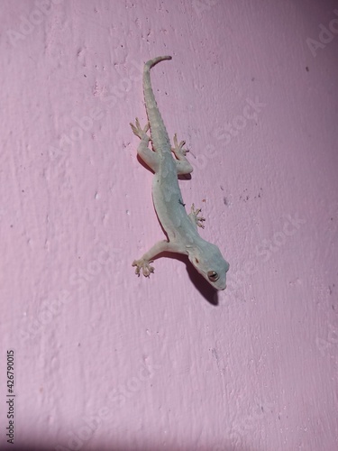 lizard on a wall