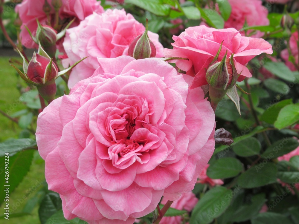 Pretty bright closeup pink roses in a garden