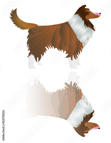 Pastor shetland