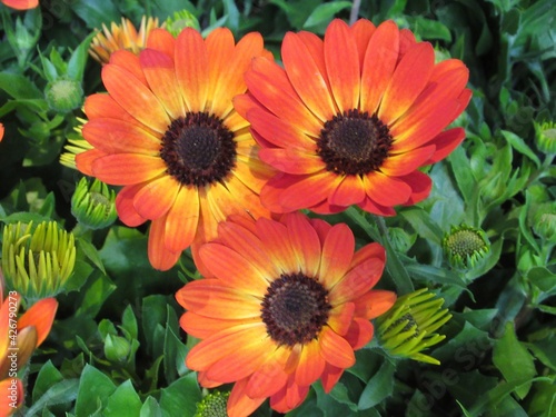 Prett bright closeup orange African daisy in a garden