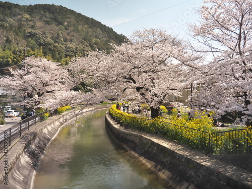 Kyoto,Japan-Marh 27, 2021: Beautiful cherry blossoms along Biwako Sokui or Lake Biwa Canal in Kyoto, Japan
 photo