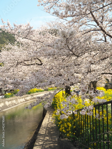 Kyoto,Japan-Marh 27, 2021: Beautiful cherry blossoms along Biwako Sokui or Lake Biwa Canal in Kyoto, Japan
 photo