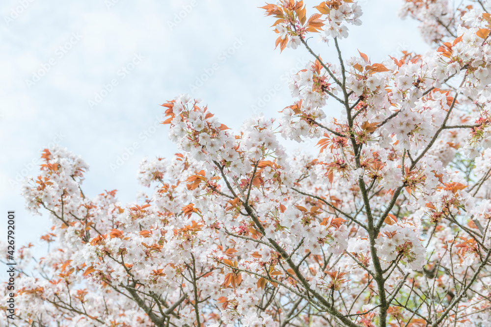満開の桜（湖山池青島公園・鳥取県）