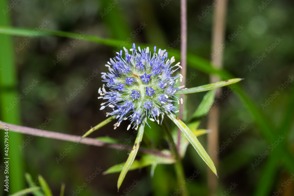 The blue eryngo (lat. Eryngium planum), of the family Apiaceae. The blue eryngo (lat. Eryngium planum), of the family Apiaceae.