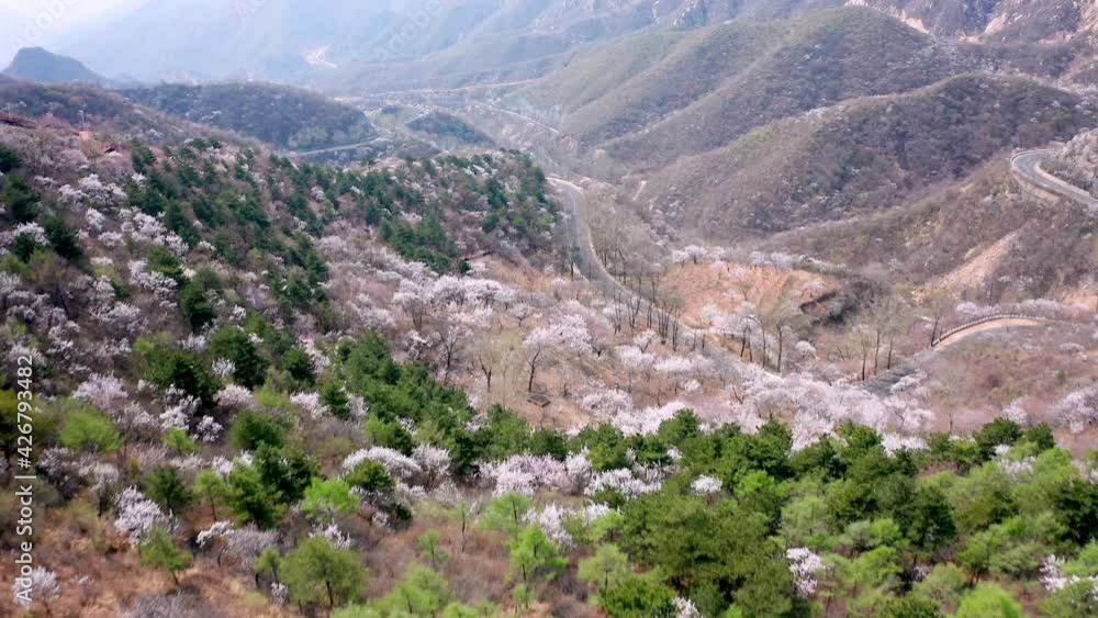 Aerial photos of apricot blossom in spring in Beijing Aerial photos of apricot blossom in spring in Beijing