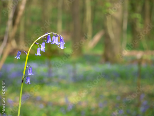 English Bluebell in native woodland with blubell carpet in background photo