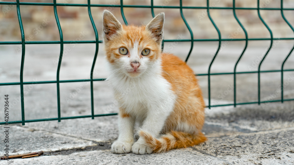 Fototapeta premium Kittens 5
